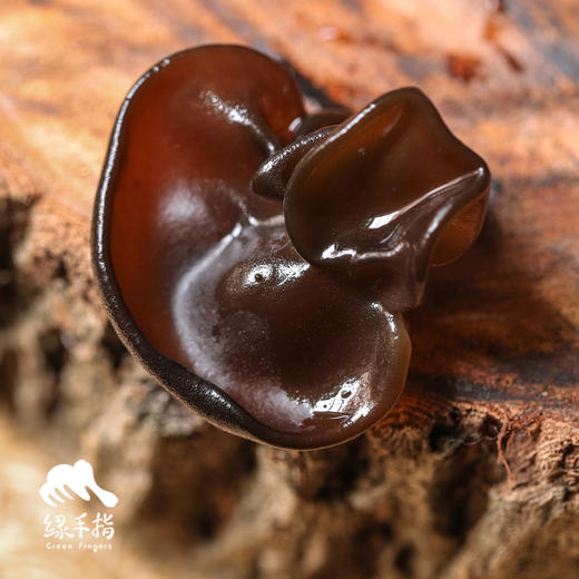 生态黑木耳/毛木耳 | 绿家自产 * Organic black fungus | Self-production 商品图4