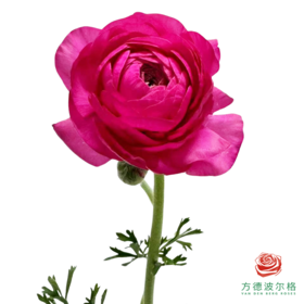 洋牡丹-超级-粉荔枝 5枝1扎