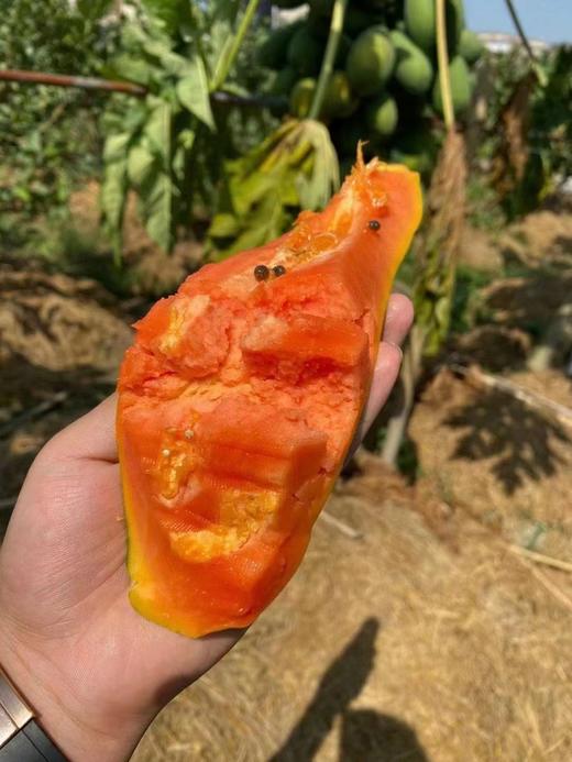 琼中美味海南红心木瓜 商品图2