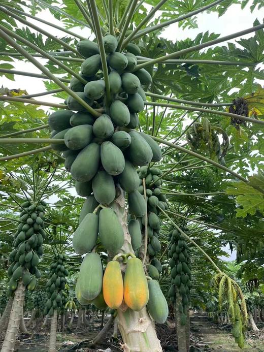 琼中美味海南红心木瓜 商品图1