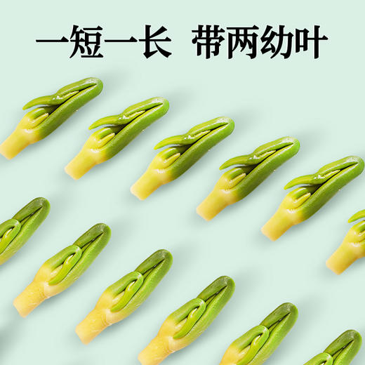 【莲子心】100g/罐 精选头茬莲子芯当季采摘颗颗分明 商品图3