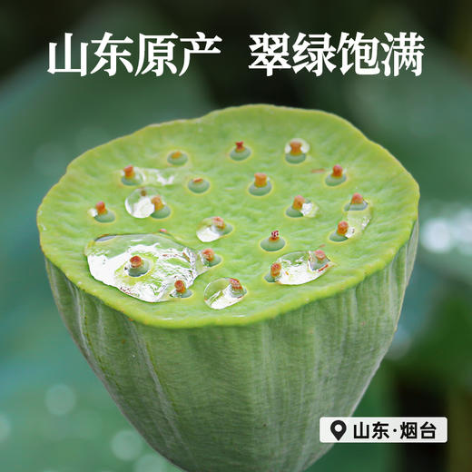 【莲子心】100g/罐 精选头茬莲子芯当季采摘颗颗分明 商品图2