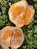 有机春见耙耙柑【产地直发】@偷牛山 商品缩略图0