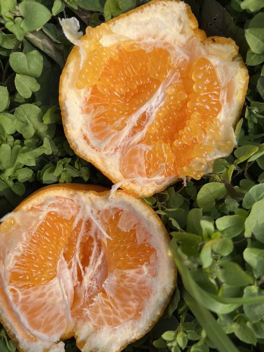 有机春见耙耙柑【产地直发】@偷牛山 商品图0