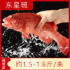 【海鲜】鲜活东星斑（约1.3-1.5斤/条） 商品缩略图0