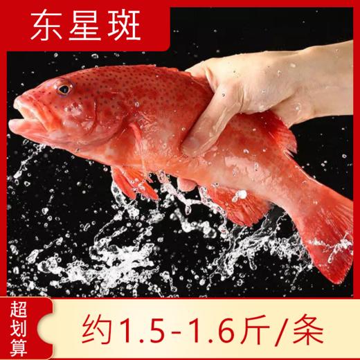 【海鲜】鲜活东星斑（约1.3-1.5斤/条） 商品图0