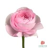 洋牡丹-超级-樱花粉 5枝1扎 商品缩略图0
