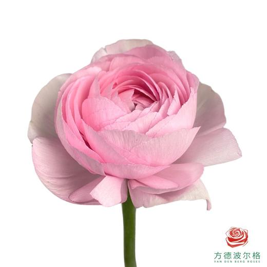 洋牡丹-超级-樱花粉 5枝1扎 商品图0