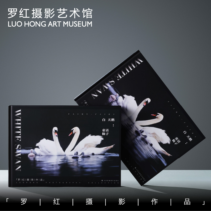 罗红摄影作品-白天鹅：童话仙子