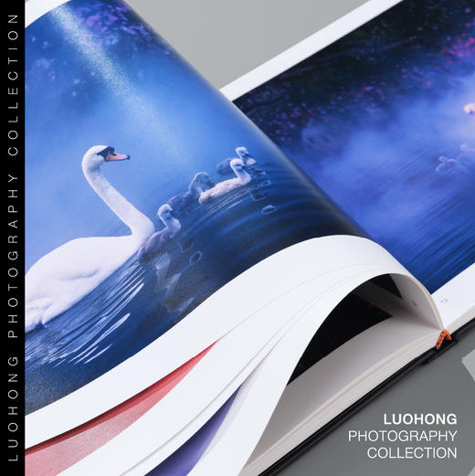 罗红摄影作品-白天鹅：童话仙子 商品图1