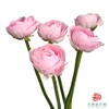 洋牡丹-超级-樱花粉 5枝1扎 商品缩略图1