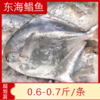 【海鲜】冰鲜东海中鲳鱼（5-6两） 商品缩略图0