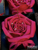 🌹玫瑰之心 | 弗洛伊德翻糖玫瑰生日蛋糕 商品缩略图0