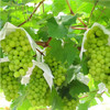 阳光玫瑰葡萄【约950g-1000g】 商品缩略图1