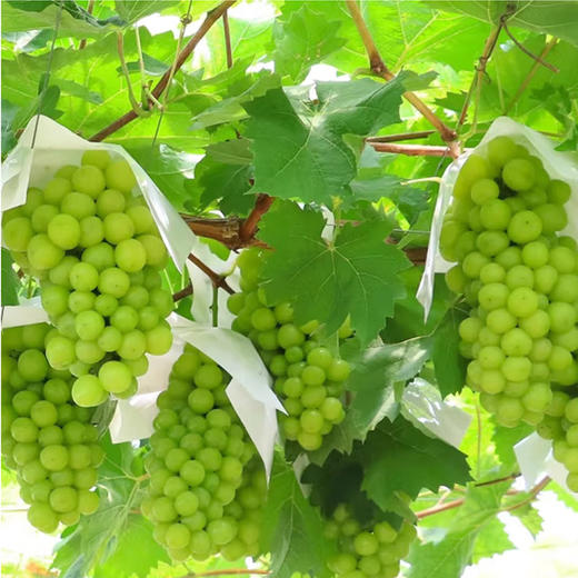 阳光玫瑰葡萄【约950g-1000g】 商品图1