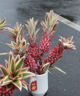 菠萝（旺来花） 单枝