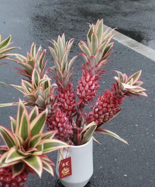 菠萝（旺来花） 单枝 商品图0