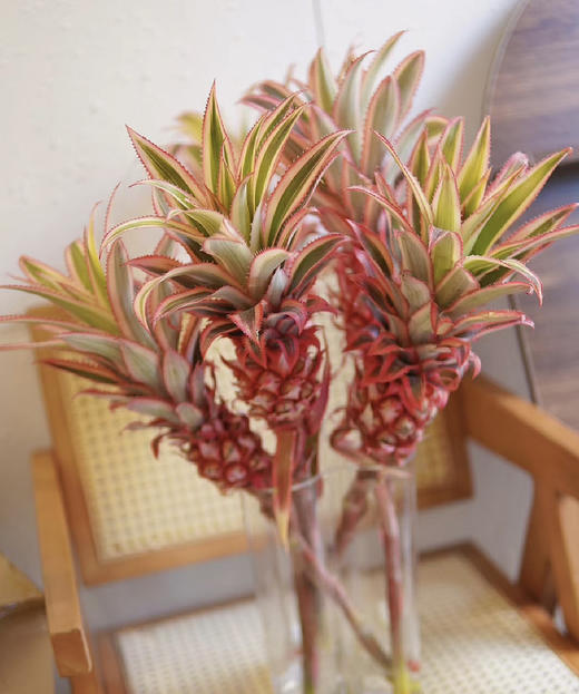 菠萝（旺来花） 单枝 商品图1