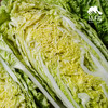 生态娃娃菜团购（包邮）| 绿家自产* Eco-baby Chinese cabbage group-buy | Self-production 商品缩略图2