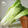 生态大白菜（竹筒青，包邮）| 绿家自产* Eco-baby Chinese cabbage group-buy | Self-production 商品缩略图2