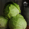 生态包菜/牛心甘蓝（包邮）| 绿家自产* Eco-baby Chinese cabbage group-buy | Self-production 商品缩略图2