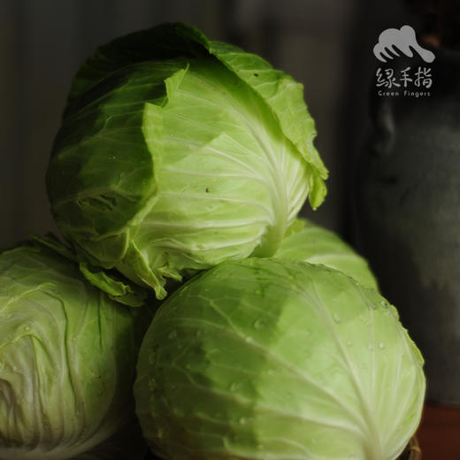 生态包菜/牛心甘蓝（包邮）| 绿家自产* Eco-baby Chinese cabbage group-buy | Self-production 商品图2