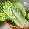 生态大白菜（竹筒青，包邮）| 绿家自产* Eco-baby Chinese cabbage group-buy | Self-production 商品缩略图1