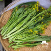 生态迟菜心（包邮）| 绿家自产* Eco- Chicaixin group-buy | Self-production 商品缩略图3