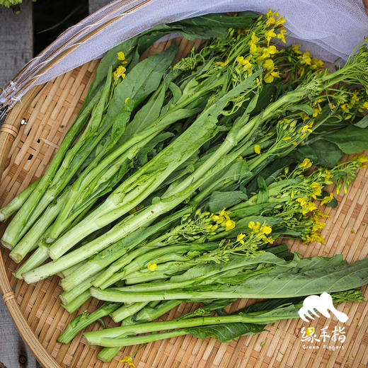 生态迟菜心（包邮）| 绿家自产* Eco- Chicaixin group-buy | Self-production 商品图3