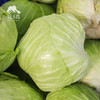 生态包菜/牛心甘蓝（包邮）| 绿家自产* Eco-baby Chinese cabbage group-buy | Self-production 商品缩略图4