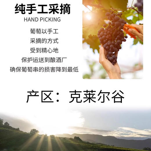 澳大利亚进口威卡菲海马缘莎当妮白葡萄酒750ml 商品图4