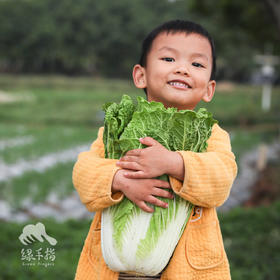 生态大白菜 | 绿家自产*Ecological Chinese cabbage | In-House Production