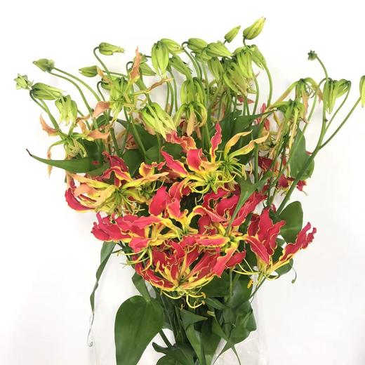 3月24日日本红色嘉兰（70cm-80cm）-10支易损花材，联系客服拍照发货发出没有售后 商品图0