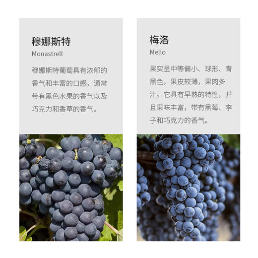 西班牙进口帕奇橡木桶干红葡萄酒750ml 商品图5