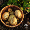 生态土豆 | 绿家自产 * Ecological potato | In-House Production 商品缩略图0