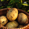 生态土豆 | 绿家自产 * Ecological potato | In-House Production 商品缩略图1