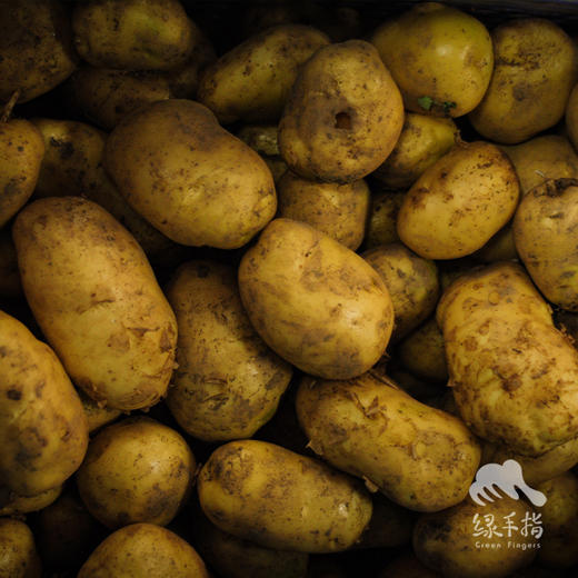 生态土豆 | 绿家自产 * Ecological potato | In-House Production 商品图3