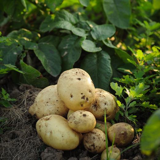 生态土豆 | 绿家自产 * Ecological potato | In-House Production 商品图4