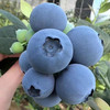 花香蓝莓(1300g装)/篮 商品缩略图1