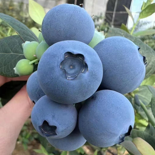 花香蓝莓(1300g装)/篮 商品图1