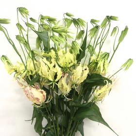 3月21日日本浅粉色嘉兰（70cm-80cm）-10支易损花材，联系客服拍照发货发出没有售后