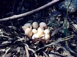 原耕全粮散养初生蛋10枚体验装（活动链接勿拍） 商品图2