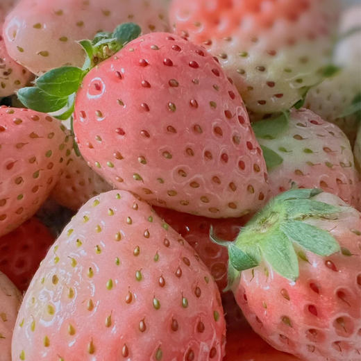 【新鲜采摘】粉玉草莓 约500g/盒 商品图1