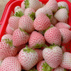 【新鲜采摘】粉玉草莓 约500g/盒 商品缩略图0