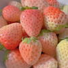【新鲜采摘】粉玉草莓 约500g/盒 商品缩略图2