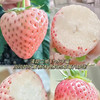 【新鲜采摘】粉玉草莓 约500g/盒 商品缩略图3
