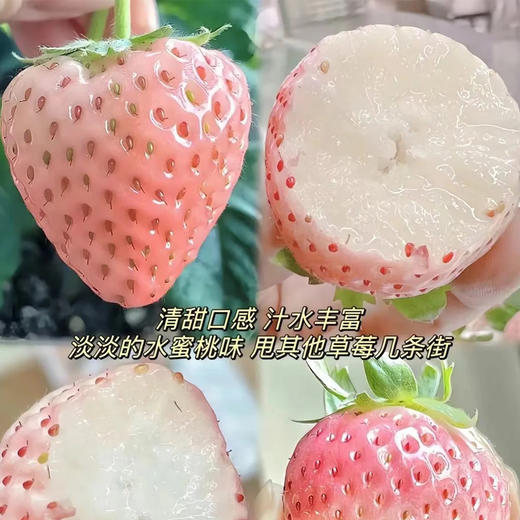 【新鲜采摘】粉玉草莓 约500g/盒 商品图3