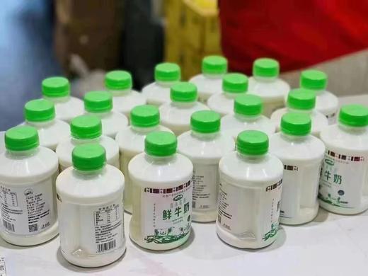 青海湖牛奶500ML 商品图2