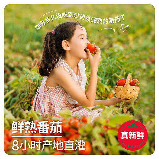 【新疆切块番茄】新疆高品质罐装番茄 洗净去皮切块 让美味告别繁琐！（2.13-2.24停发） 商品图6