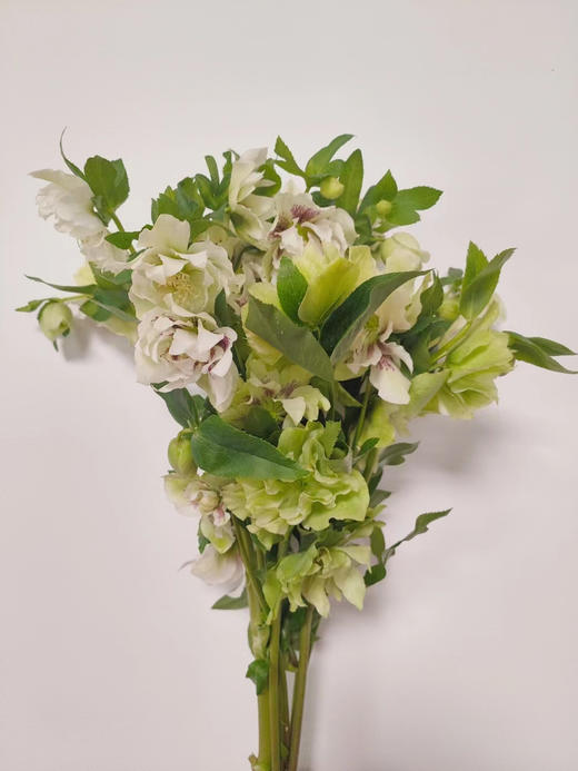 【坚强与温暖】菟葵（铁筷子）-重瓣 约10枝/扎 多色可选 商品图7